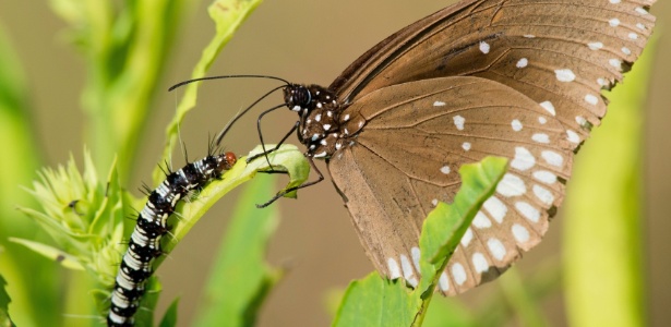 Para ter belas borboletas no jardim, você precisa conviver com algumas lagartas - Getty Images