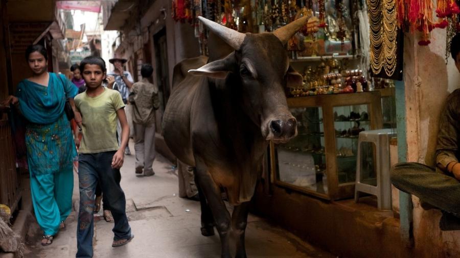 Vaca circula calmamente por área comercial de Varanasi, na Índia - Getty Images
