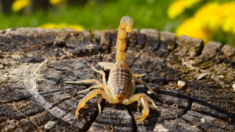 Espécime de escorpião amarelo. Aracnídeo é o responsável pelo maior número de acidentes com animais peçonhentos no Brasil