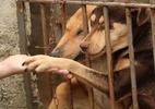 ONGs pedem à Justiça de SP proibição da venda de animais em sites (Foto: ONG CÃO SEM FOME/DIVULGAÇÃO)