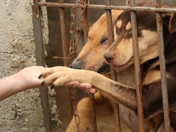 PASSEI O DIA CUIDANDO DO GATINHO ABANDONADO!!! - Animal Shelter