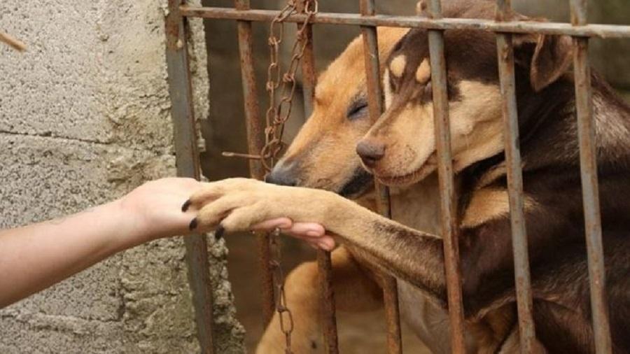 ONGs querem a proibição da venda de animais nos sites da OLX e do Mercado Livre - ONG CÃO SEM FOME/DIVULGAÇÃO