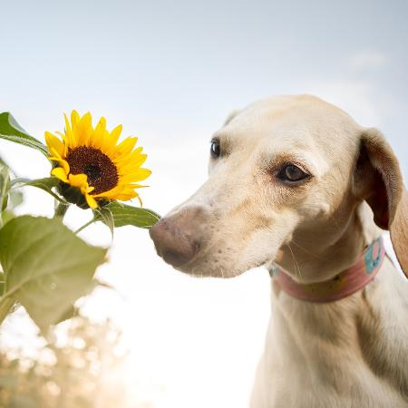 O olfato apurado dos cães torna possível que eles detectem o vírus - Getty Images