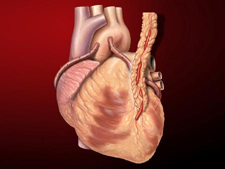 Nova Tecnica Beneficia Quem Nao Pode Fazer Transplante Cardiaco Tradicional 12 12 2021 Uol Vivabem