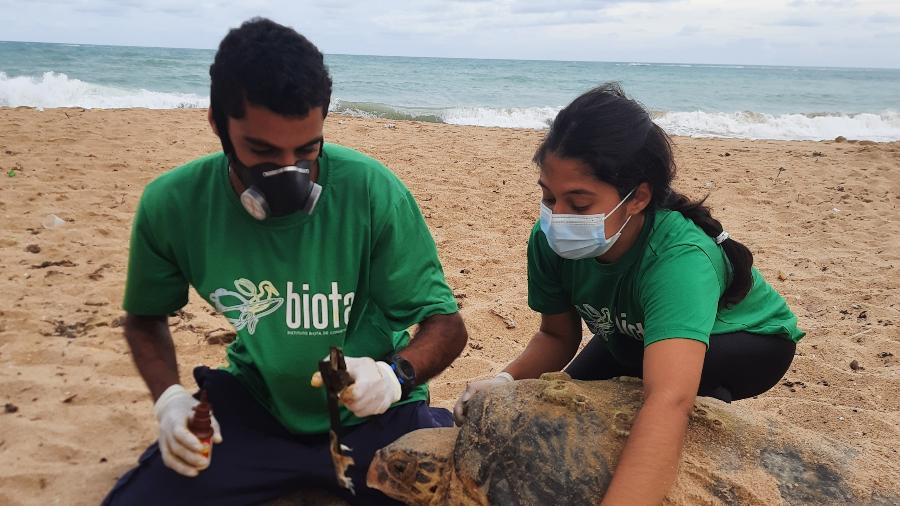 Na imagem, pesquisadores do Instituto Biota de Conservação se preparam para realizar a marcação de uma fêmea de tartaruga-marinha após o processo de desova - Acervo Instituto Biota de Conservação