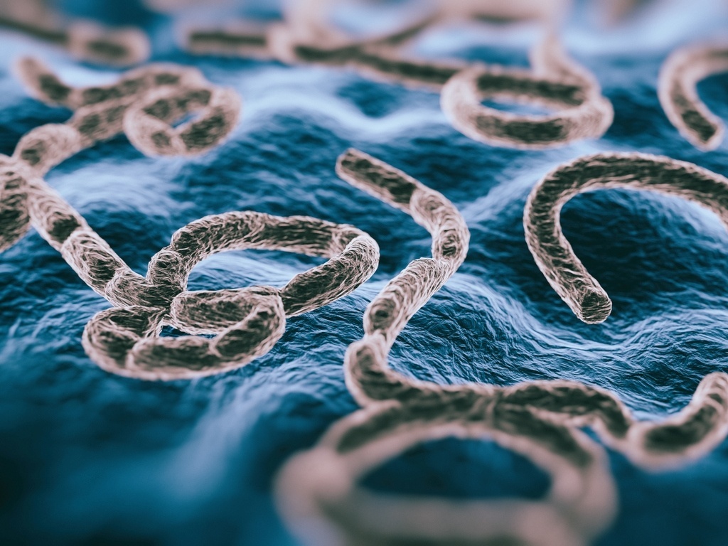 Ebola em Alerta Máximo: O Que a Declaração de Emergência Global da OMS Significa?