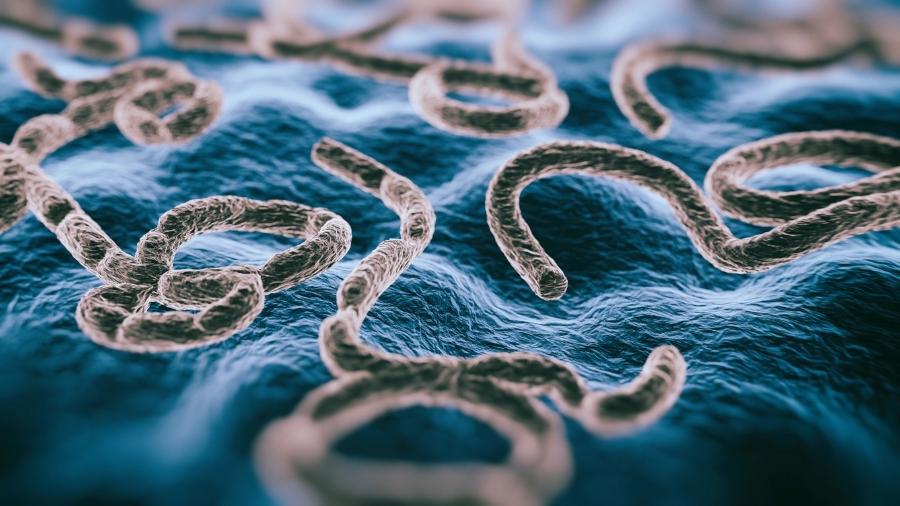 Vírus ebola, retratado na imagem acima, tem letalidade que passa de 90% - iStock