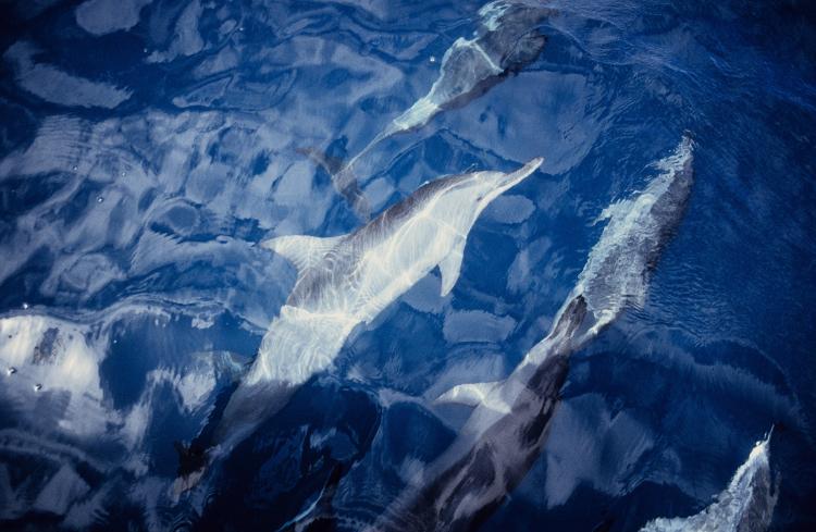 Golfinho-roteador - Gety Images - Gety Images