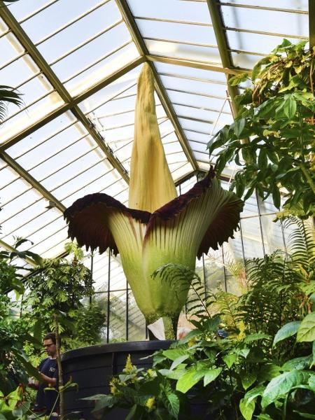 A planta que está em Kew Gardens