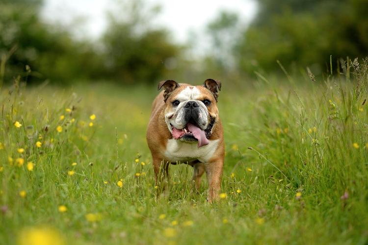 Buldogue inglês Buldogue inglês