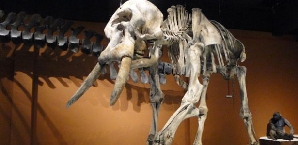 Museu de Ciências Naturais PUC-Minas - Divulgação - Divulgação