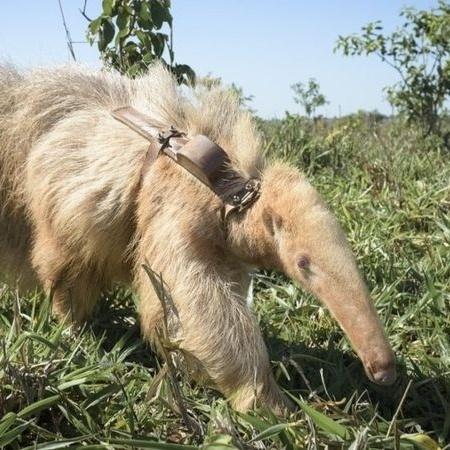 Tamanduá albino foi encontrado recentemente no Mato Grosso do Sul - LUCIANO CANDISANI/@LUCIANOCANDISANI