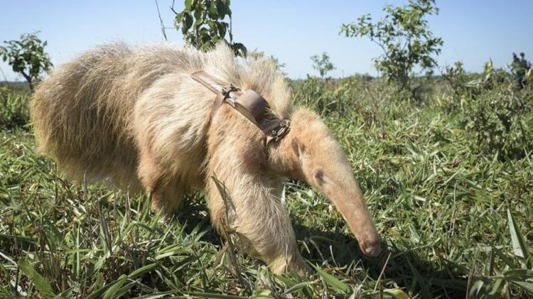 Tamanduá albino foi encontrado recentemente no Mato Grosso do Sul - Reprodução: LUCIANO CANDISANI/@LUCIANOCANDISANI - Reprodução: LUCIANO CANDISANI/@LUCIANOCANDISANI