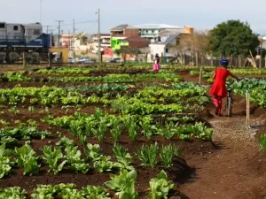 Curitiba se destaca na produção de orgânicos em hortas comunitárias