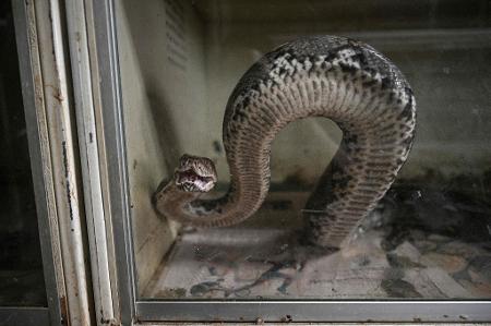 Cobra em criação na Tailândia