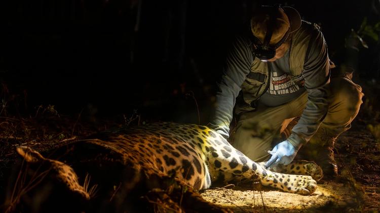 O pesquisador Gediendson Ribeiro de Araújo analisa onça no Pantanal sul-matogrossense O pesquisador Gediendson Ribeiro de Araújo analisa onça no Pantanal sul-matogrossense