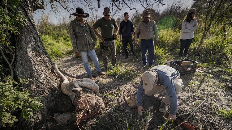 Equipe de pesquisadores do Reprocon instala uma armadilha de laço perto de uma carcaça de bovino na Fazenda Bodoquena Equipe de pesquisadores do Reprocon instala uma armadilha de laço perto de uma carcaça de bovino na Fazenda Bodoquena