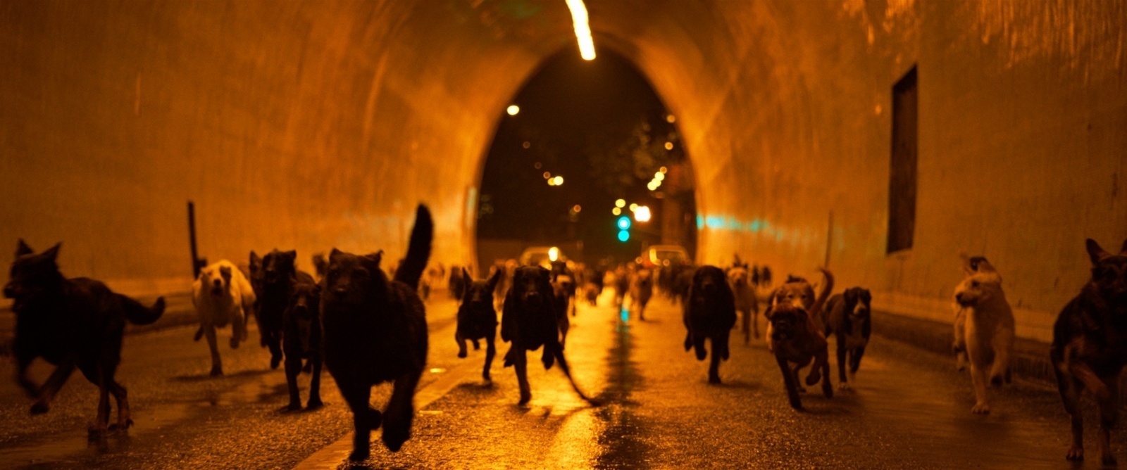 Cena de "White God" - Divulgação