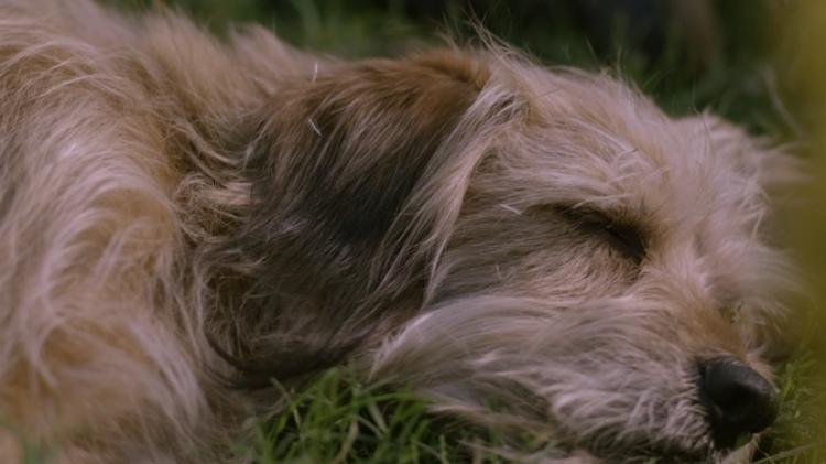 Cena de "Benji" - Reprodução - Reprodução