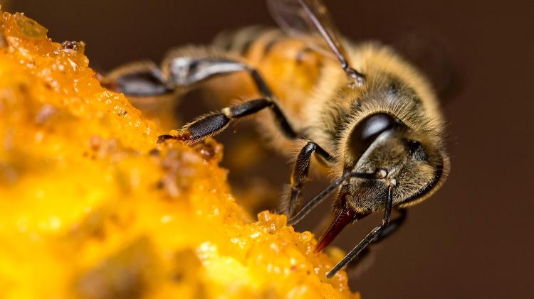 Abelhas agrotóxico - Getty Images/iStockphoto - Getty Images/iStockphoto