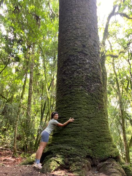 Marina Storch abraçando o Pinheiro Multissecular - Arquivo pessoal  - Arquivo pessoal 