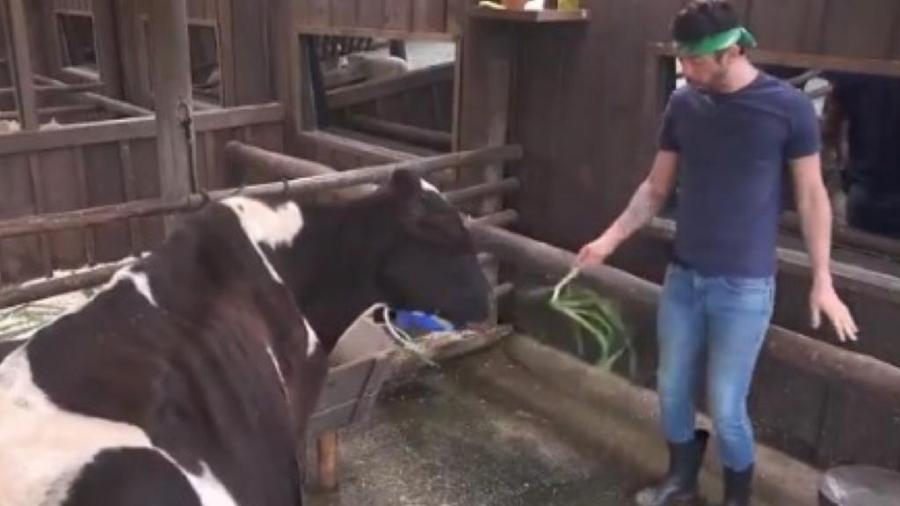 A Fazenda 2021: Rico sofre com vaca de ordenha - Reprodução/Twitter