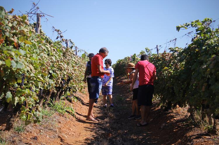 Vapor do vinho - rota de enoturismo no Nordeste - Adriano Alves - Adriano Alves