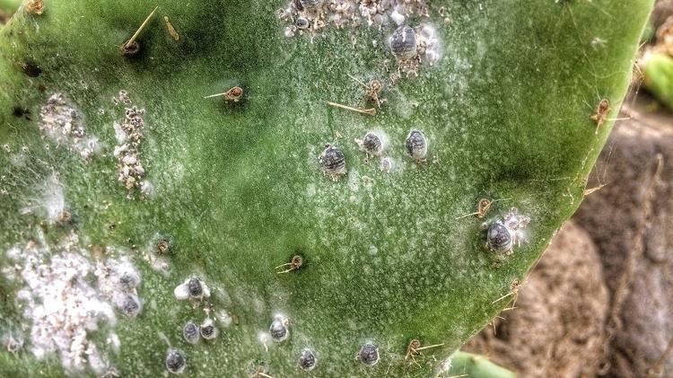 Inseto é colhido de plantações de cactus - Getty Images - Getty Images