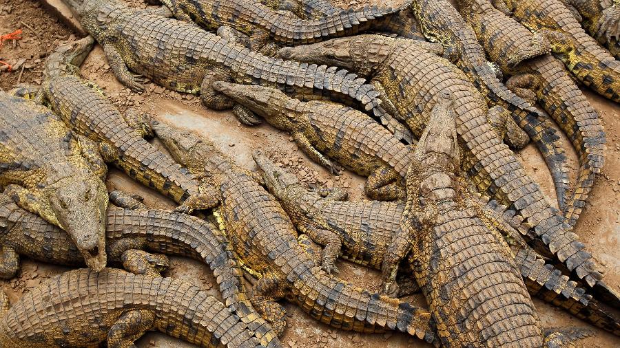 Criados sobretudo para produtos de couro, os crocodilos de água doce podem chegar a um comprimento médio de cinco metros - Mike Hutchings/Reuters