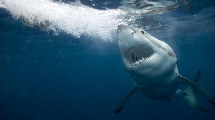 Dados preliminares de levantamento aos quais a BBC News Brasil teve acesso mostram que 69% não sabem que carne de cação é de tubarão - Getty Images
