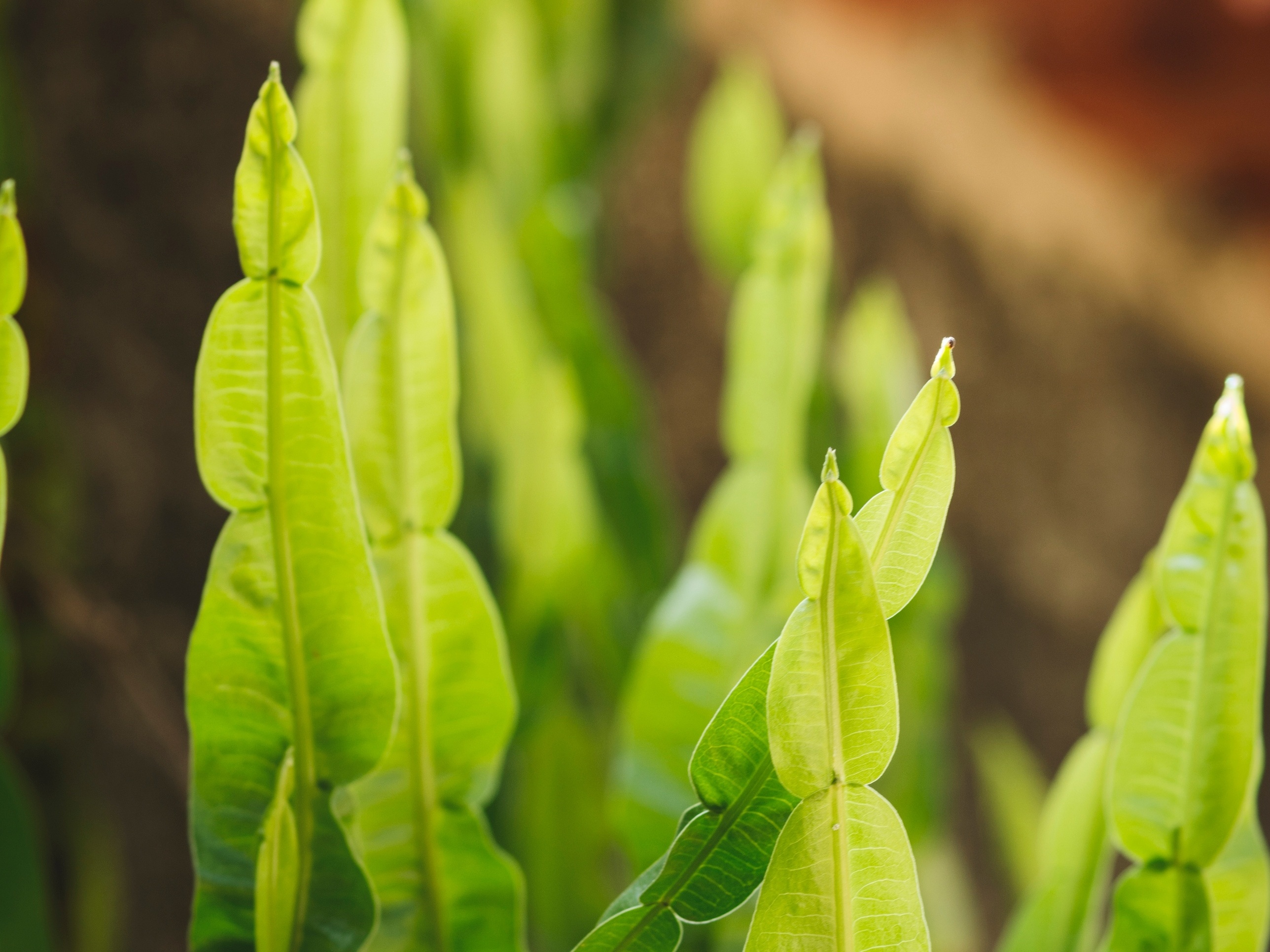 Chá Milagroso? Descubra os Incríveis Benefícios da Carqueja para sua Saúde!