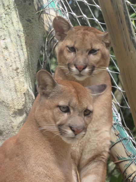 Vida selvagem inclui ainda pumas... - Divulgação - Divulgação