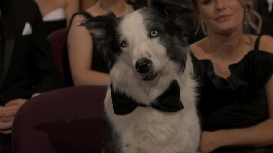 O cachorro Messi no Oscar 2024