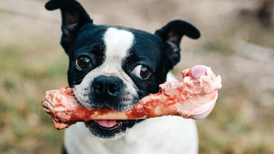 A cebola é perigosa para os cães e pode estar camuflada em outros alimentos