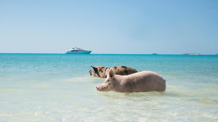 Os porcos vivem em uma ilha selvagem das Bahamas - Divulgação/Turismo das Bahamas - Divulgação/Turismo das Bahamas