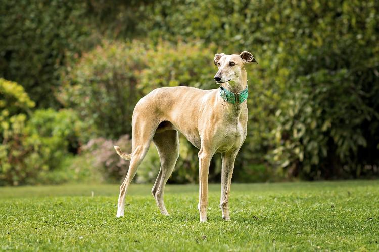 Galgo espanhol