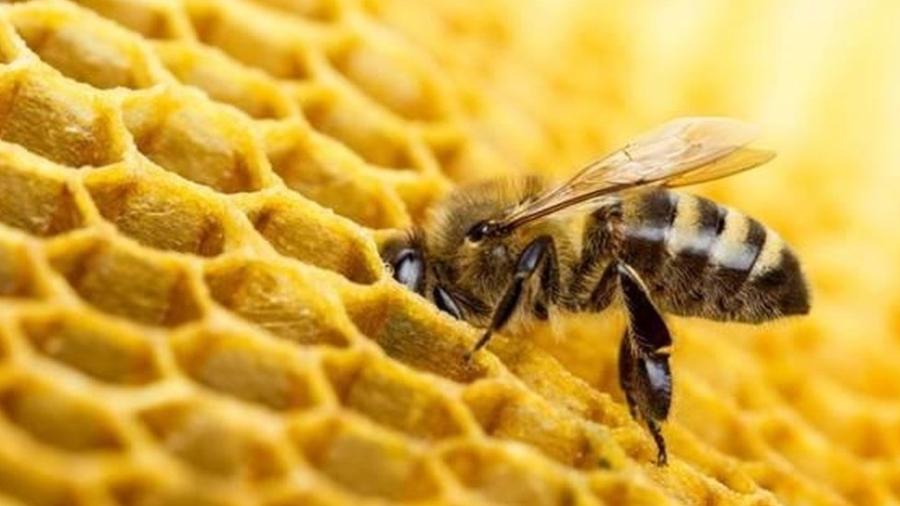 O mel tem muitos benefícios a oferecer para as abelhas - Getty Images