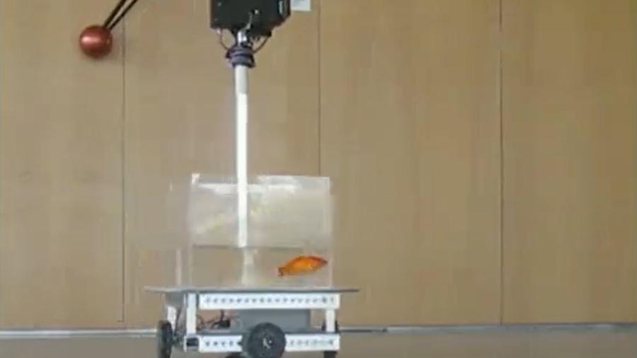 Peixe dourado é ensinado a dirigir robô - Reprodução