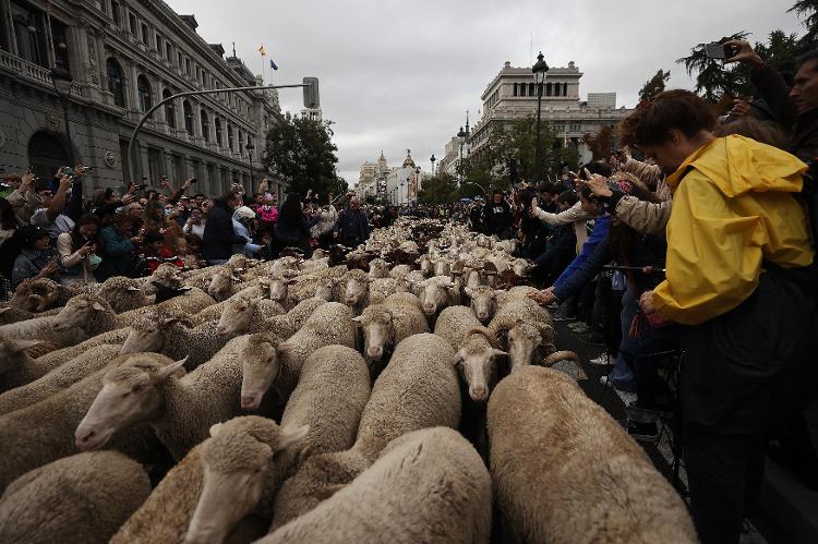 Mais de 1.000 ovelhas passaram pelo centro de Madri no evento anual conhecido como La Fiesta de la Trashumancia - Anadolu Agency via Getty Images - Anadolu Agency via Getty Images