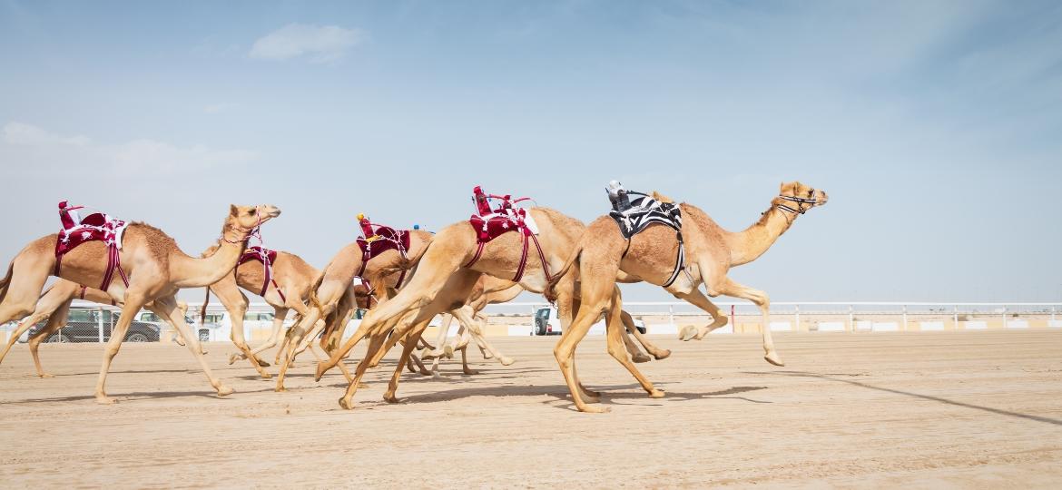 Camelos durante sessão de treinos com robôs  - Mlenny/Getty Images