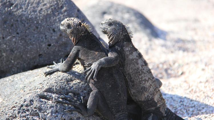 Iguanas no Equador  - Getty Images/500px - Getty Images/500px