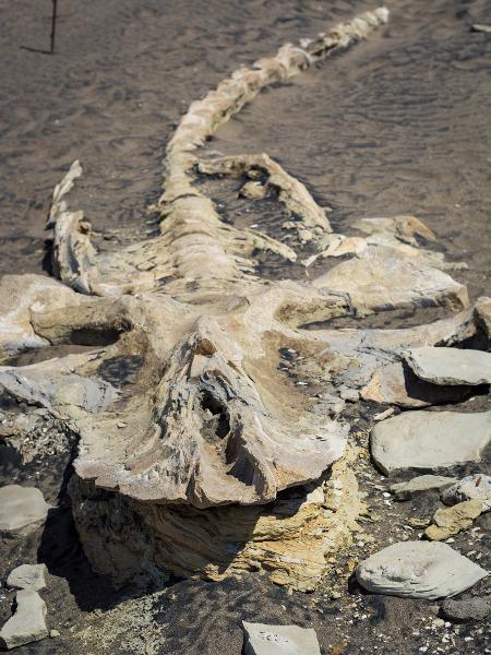 Fóssil de baleia encontrado no deserto do Peru em 2017 - Getty Images/iStockphoto - Getty Images/iStockphoto