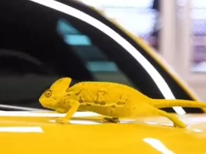 Teste do camaleão: carros de cores diferentes põem animal à prova; assista