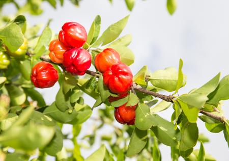 Aceroleira (Malpighia glabra)