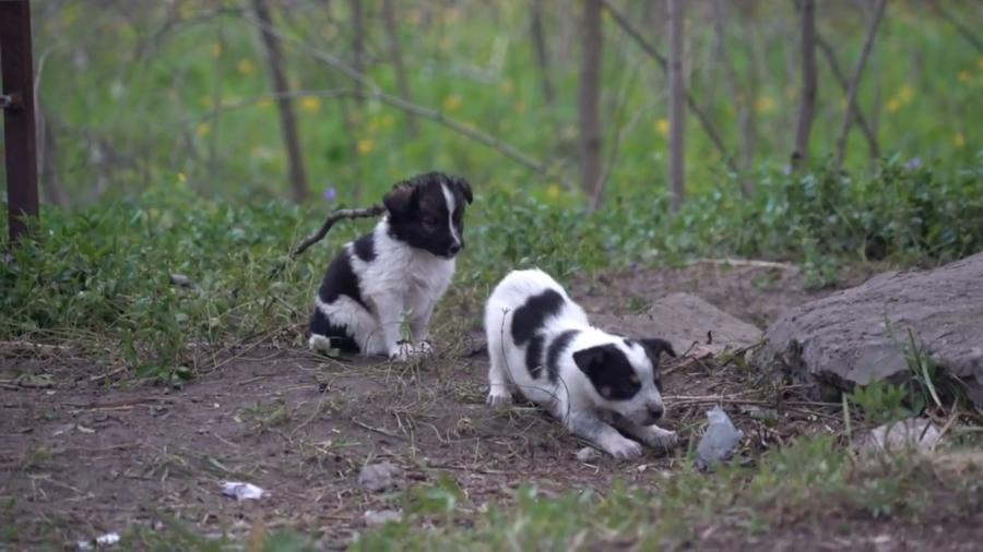 Cena do documentário "Puppies of Chernobyl" - Reprodução