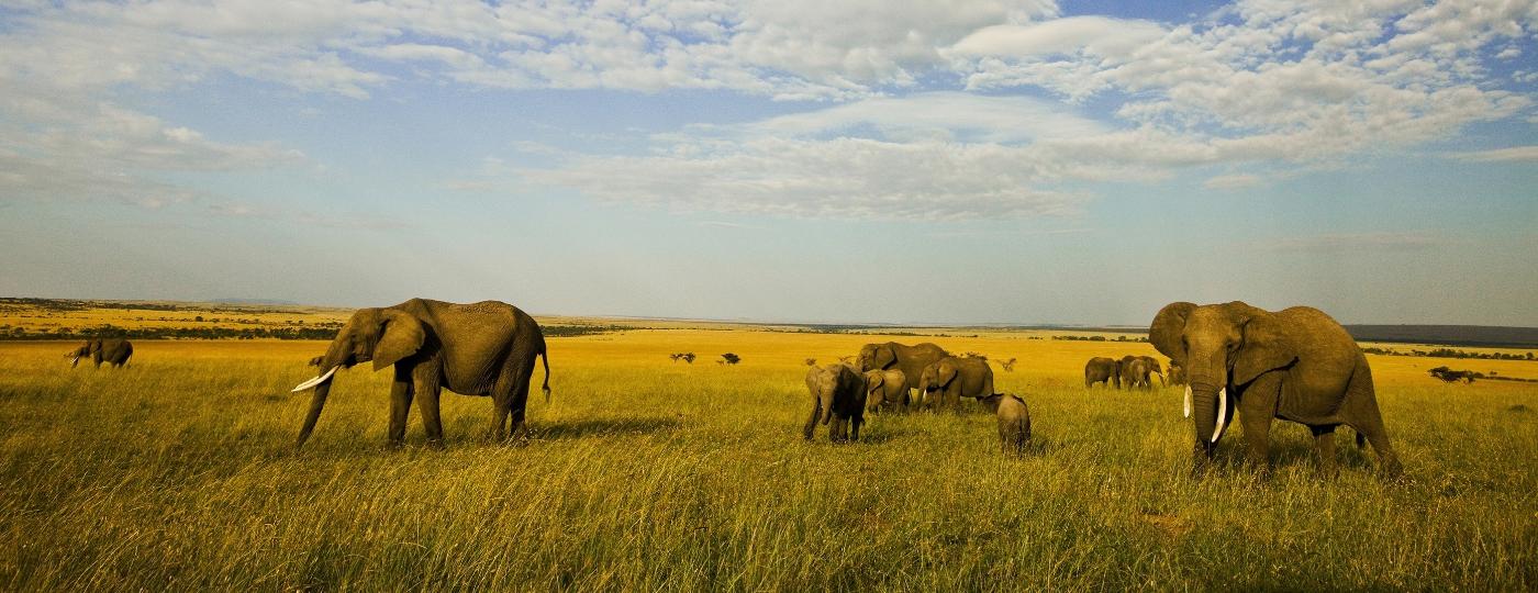 Com a falta de recursos do turismo, a África está em estado de alerta para o aumento de práticas como o contrabando de marfim, retirado dos elefantes - Great Plains Conservation