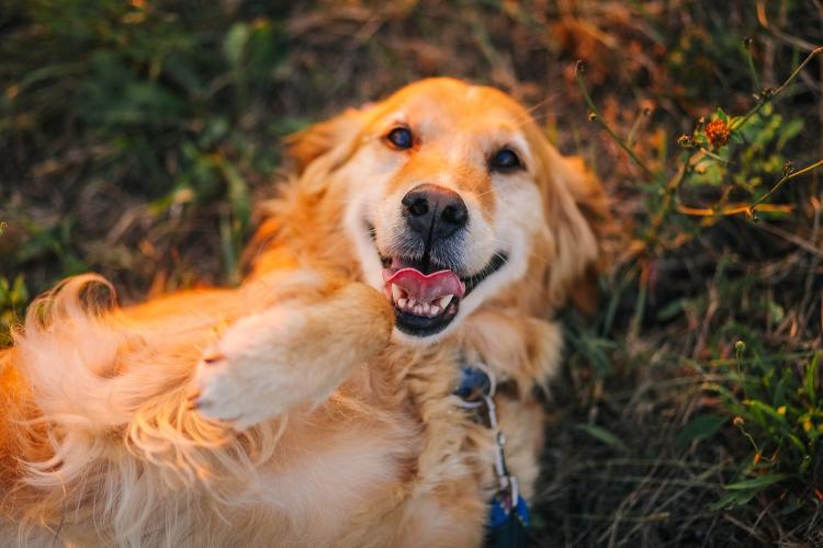 Golden retriever Golden retriever