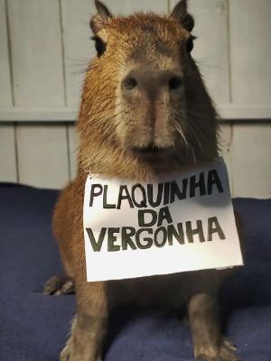 Capivara melhor que o canguru? 😂 Torcida do Brasil rouba a cena