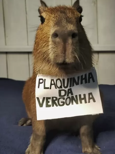 Amizade entre estudante e capivara viraliza nas redes