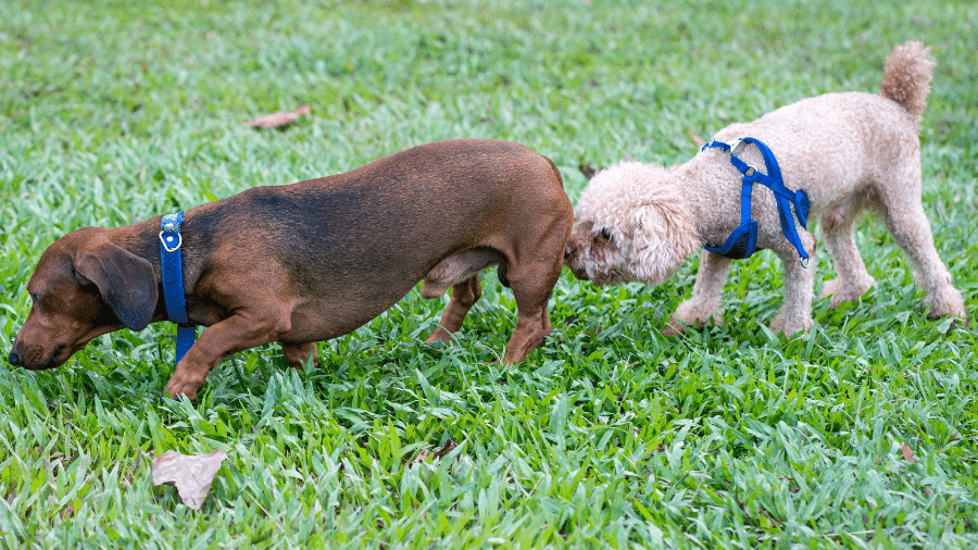 O que pode parecer constrangedor é parte de ritual social canino O que pode parecer constrangedor é parte de ritual social canino